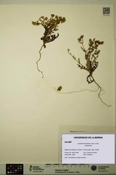 Leucheria tomentosa [Espécimen: ULS:ULS:0004907]