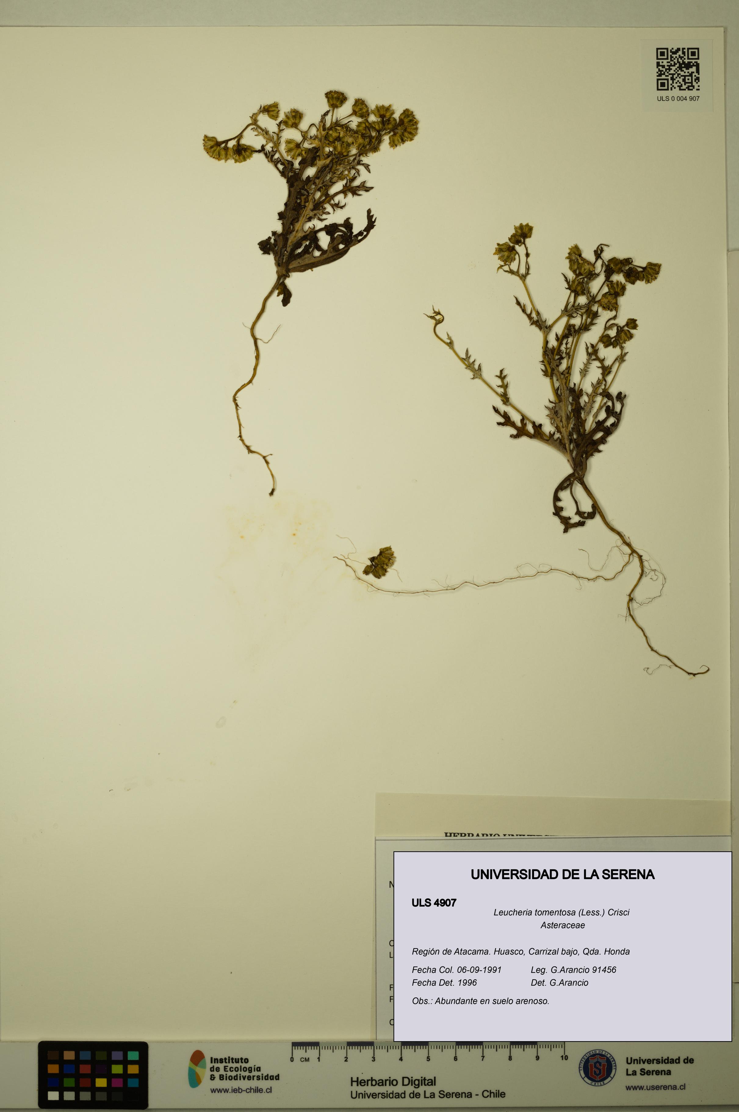 Leucheria tomentosa [Espécimen: ULS:ULS:0004907]