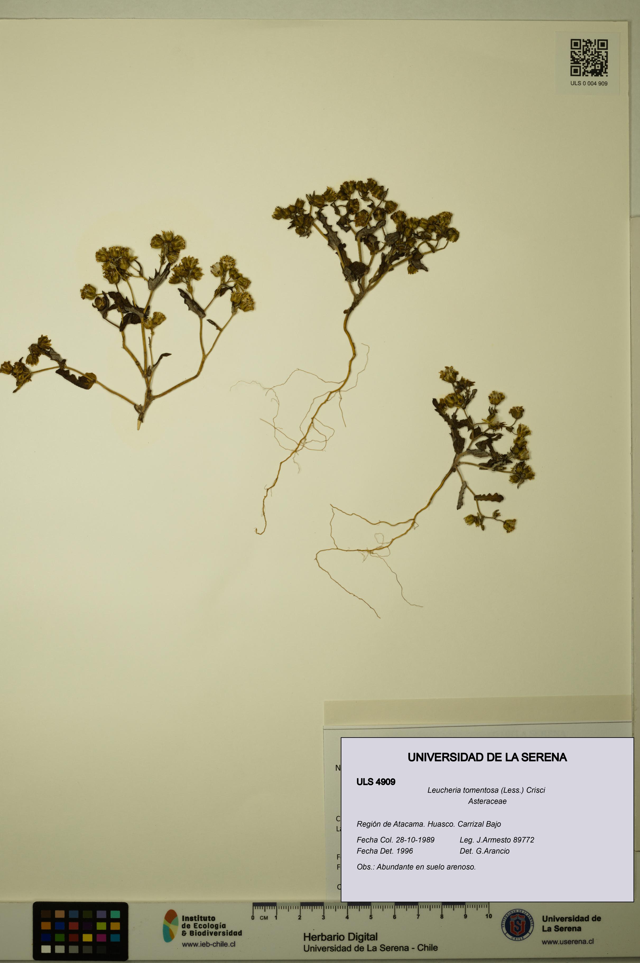 Leucheria tomentosa [Espécimen: ULS:ULS:0004909]