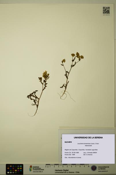 Leucheria tomentosa [Espécimen: ULS:ULS:0004910]