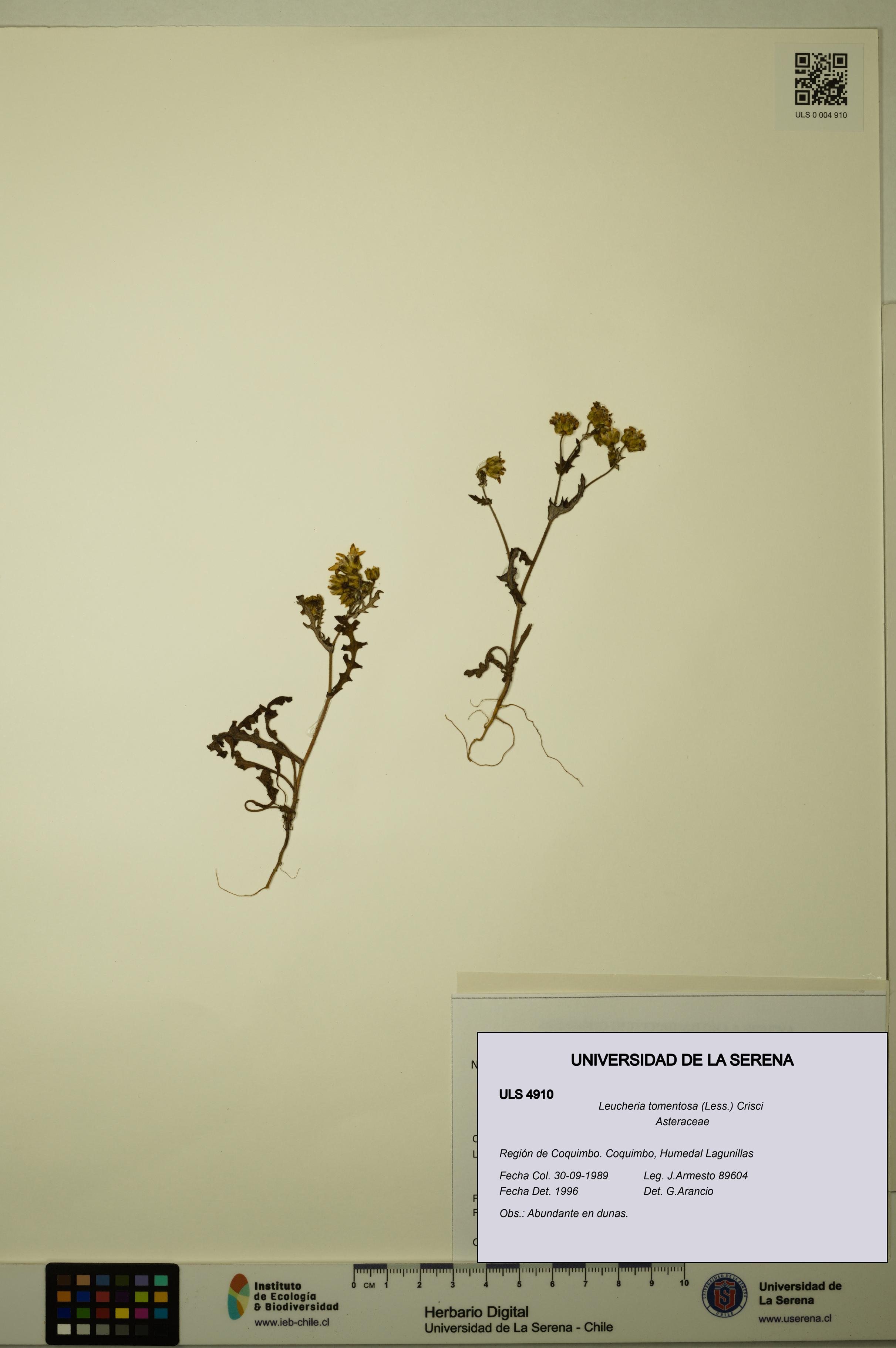 Leucheria tomentosa [Espécimen: ULS:ULS:0004910]