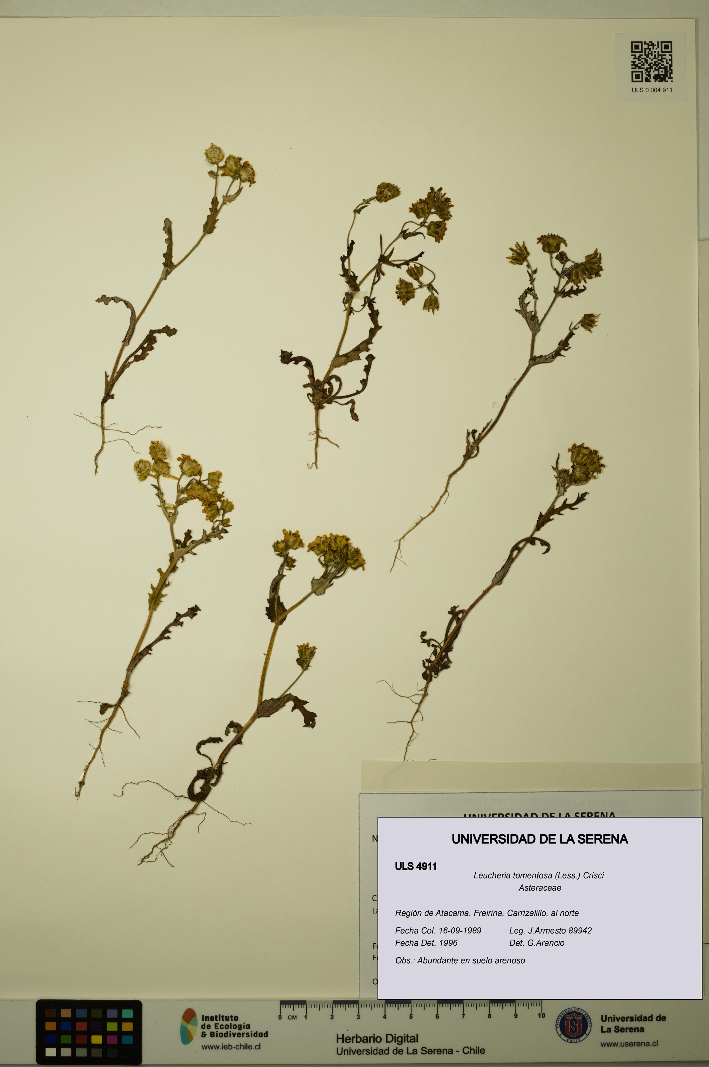 Leucheria tomentosa [Espécimen: ULS:ULS:0004911]