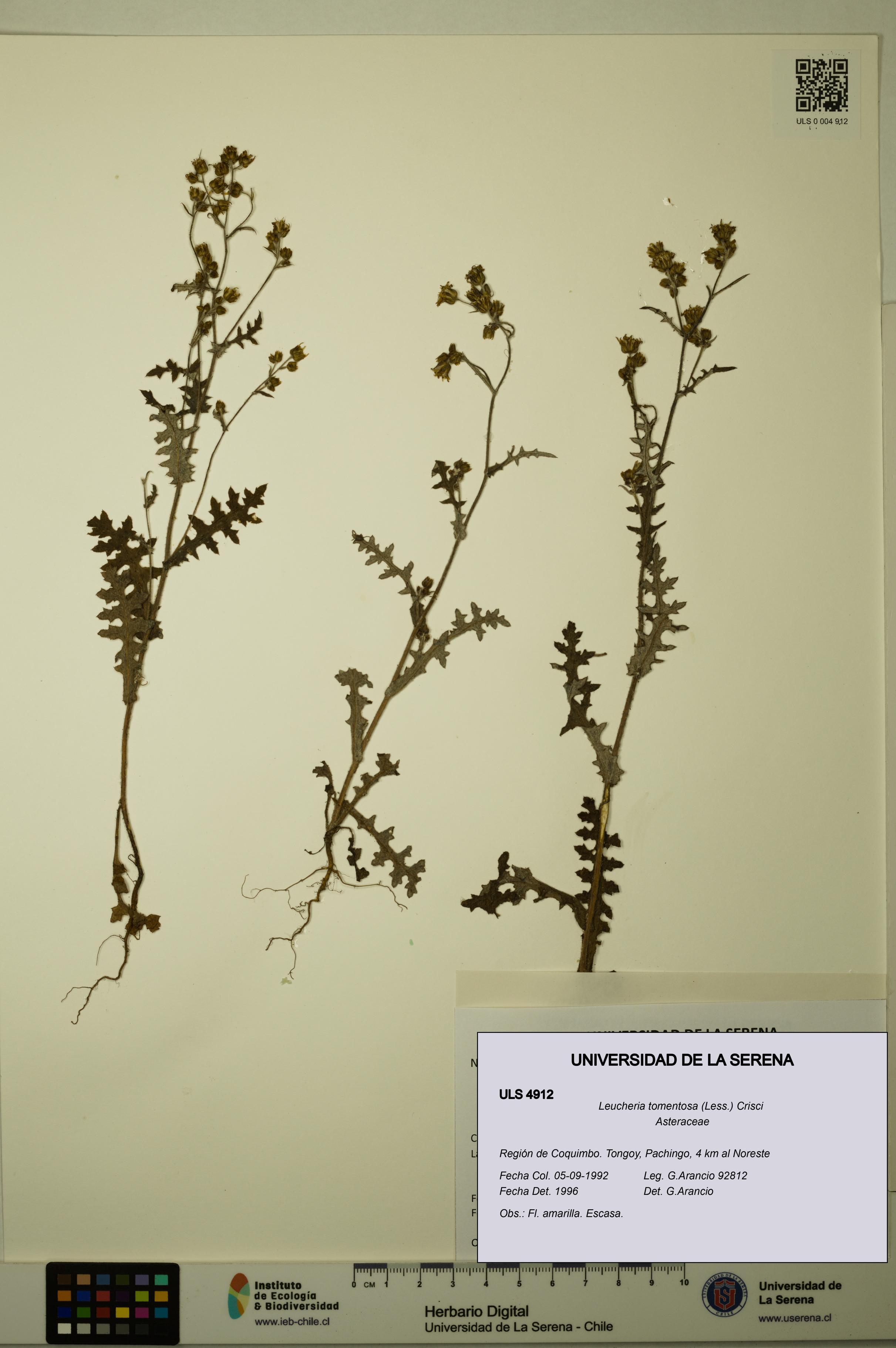 Leucheria tomentosa [Espécimen: ULS:ULS:0004912]