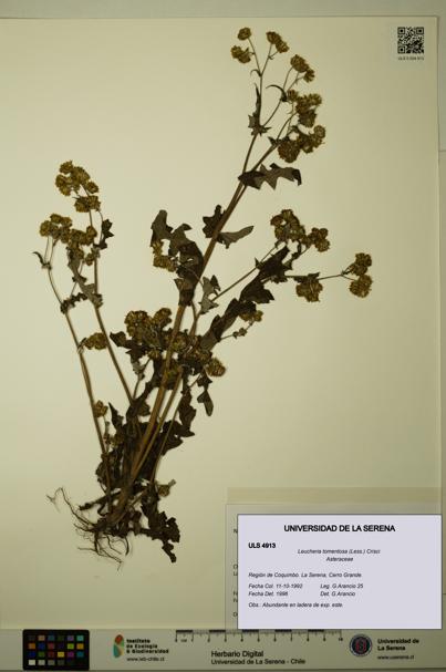Leucheria tomentosa [Espécimen: ULS:ULS:0004913]