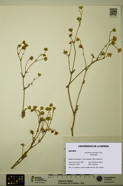 Leucheria runcinata [Espécimen: ULS:ULS:0004914]