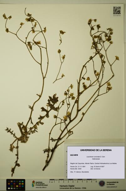Leucheria runcinata [Espécimen: ULS:ULS:0004916]