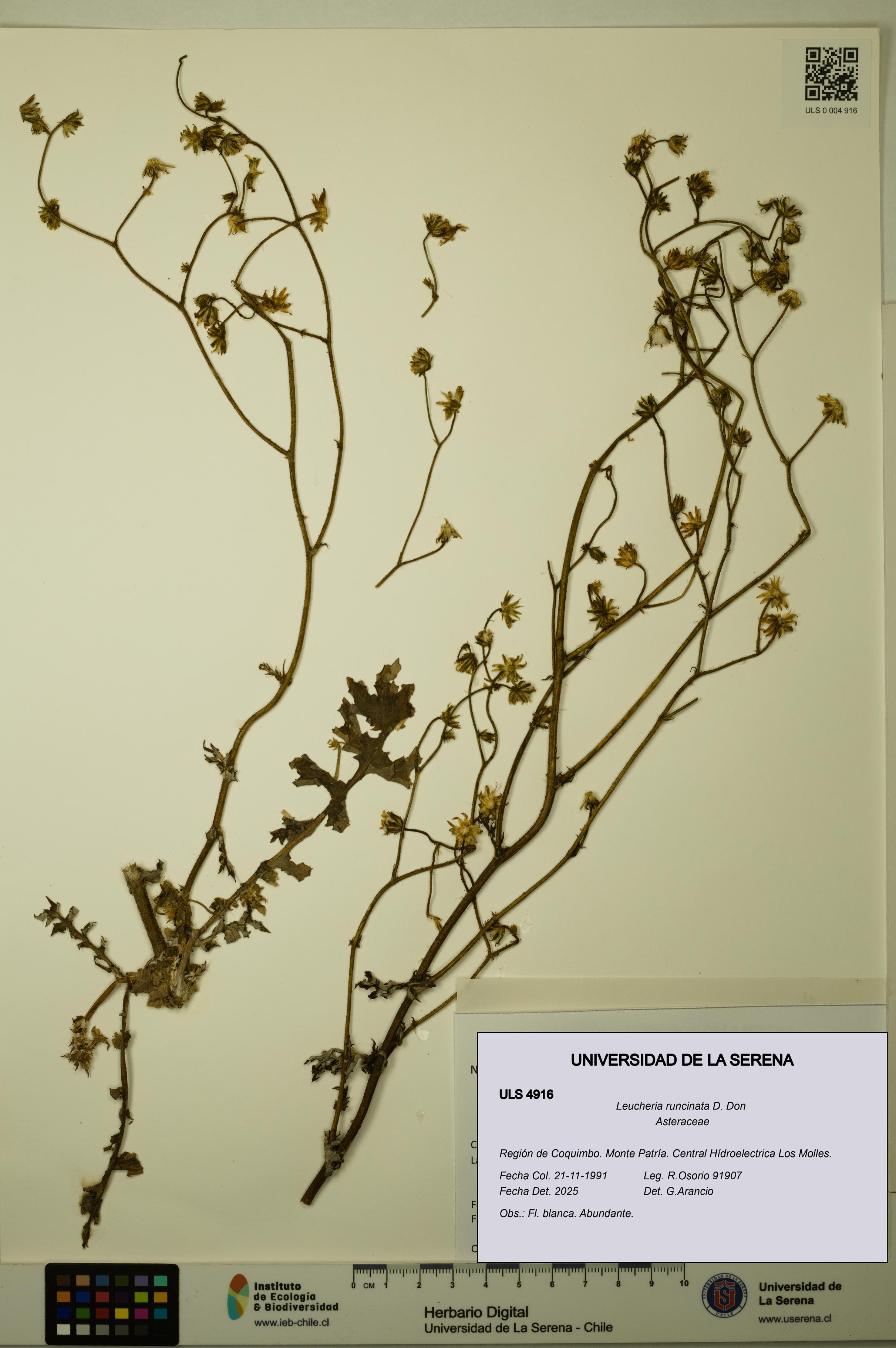 Leucheria runcinata [Espécimen: ULS:ULS:0004916]