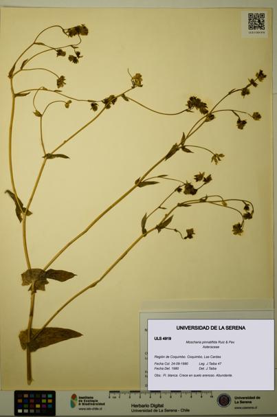 Moscharia pinnatifida [Espécimen: ULS:ULS:0004919]