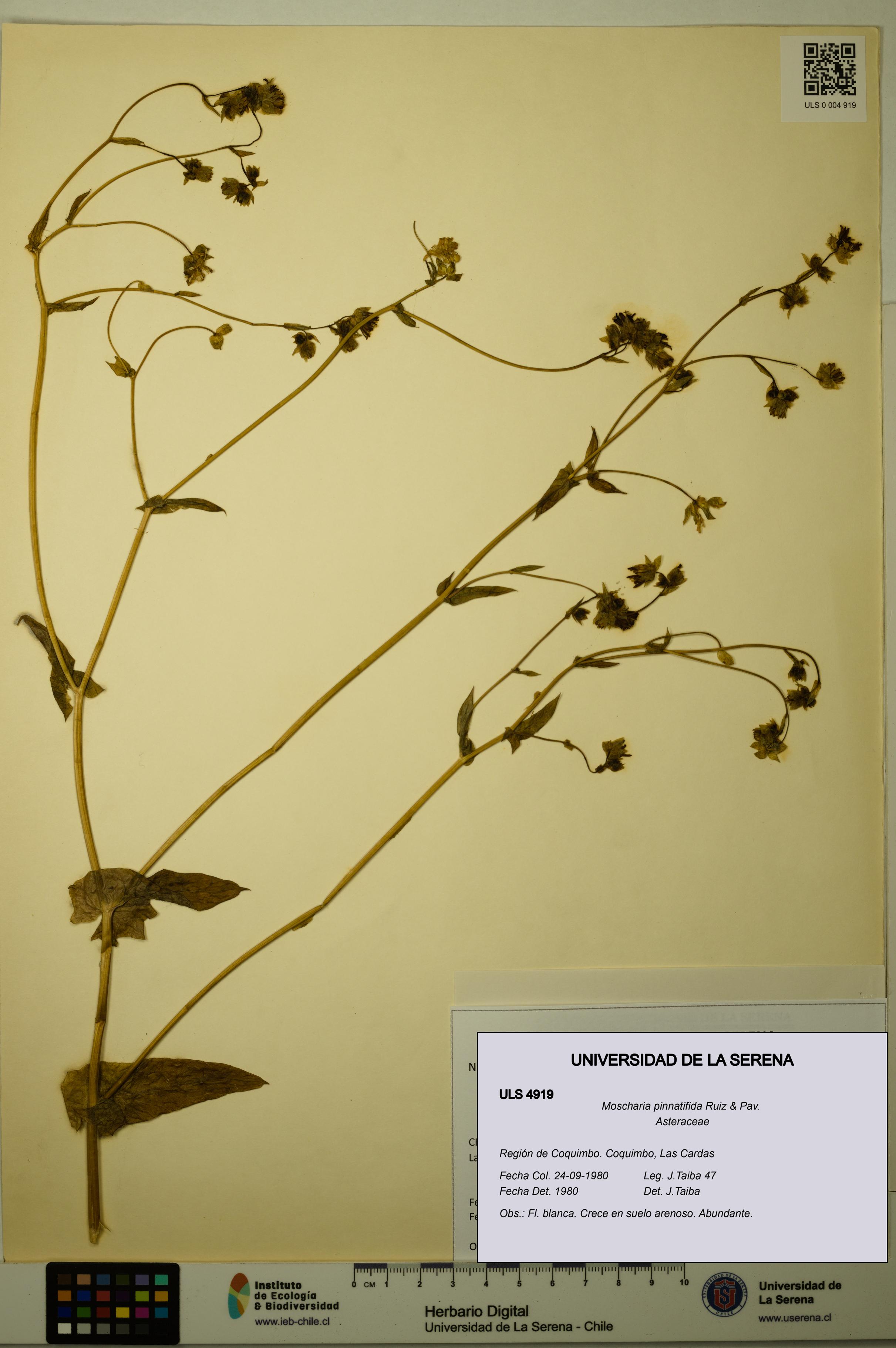 Moscharia pinnatifida [Espécimen: ULS:ULS:0004919]