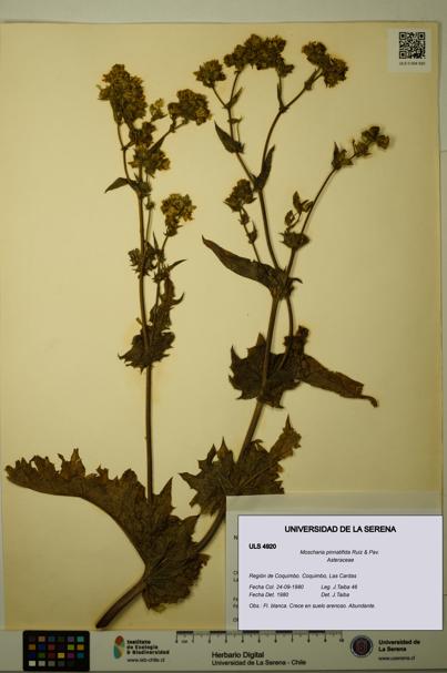 Moscharia pinnatifida [Espécimen: ULS:ULS:0004920]