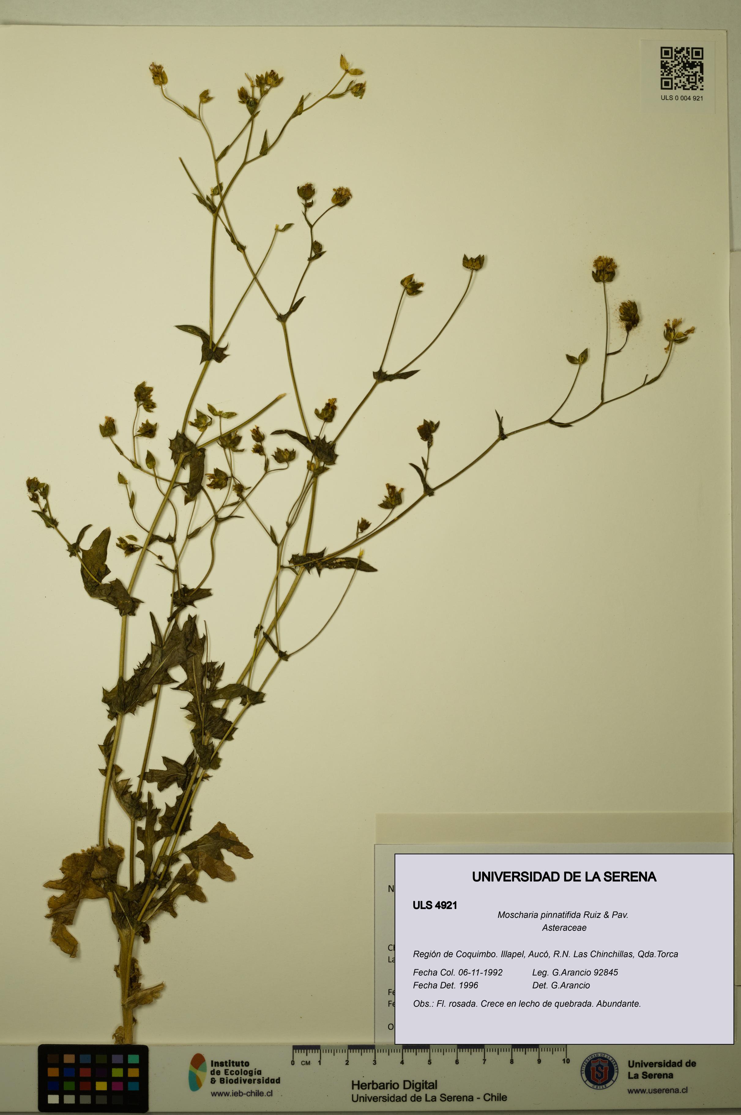 Moscharia pinnatifida [Espécimen: ULS:ULS:0004921]