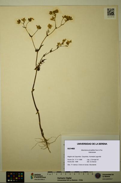 Moscharia pinnatifida [Espécimen: ULS:ULS:0004922]