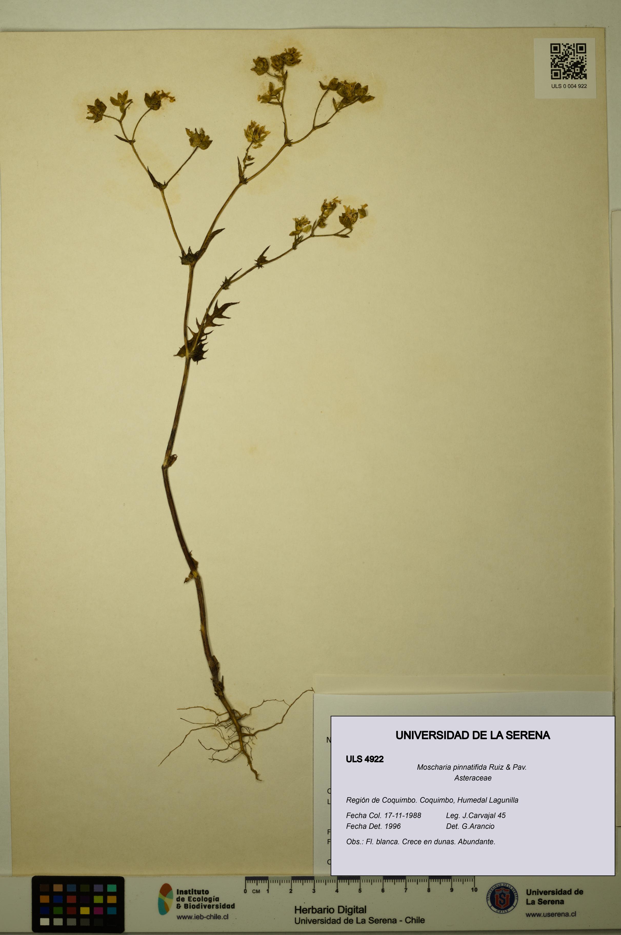 Moscharia pinnatifida [Espécimen: ULS:ULS:0004922]