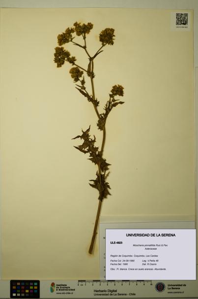 Moscharia pinnatifida [Espécimen: ULS:ULS:0004923]