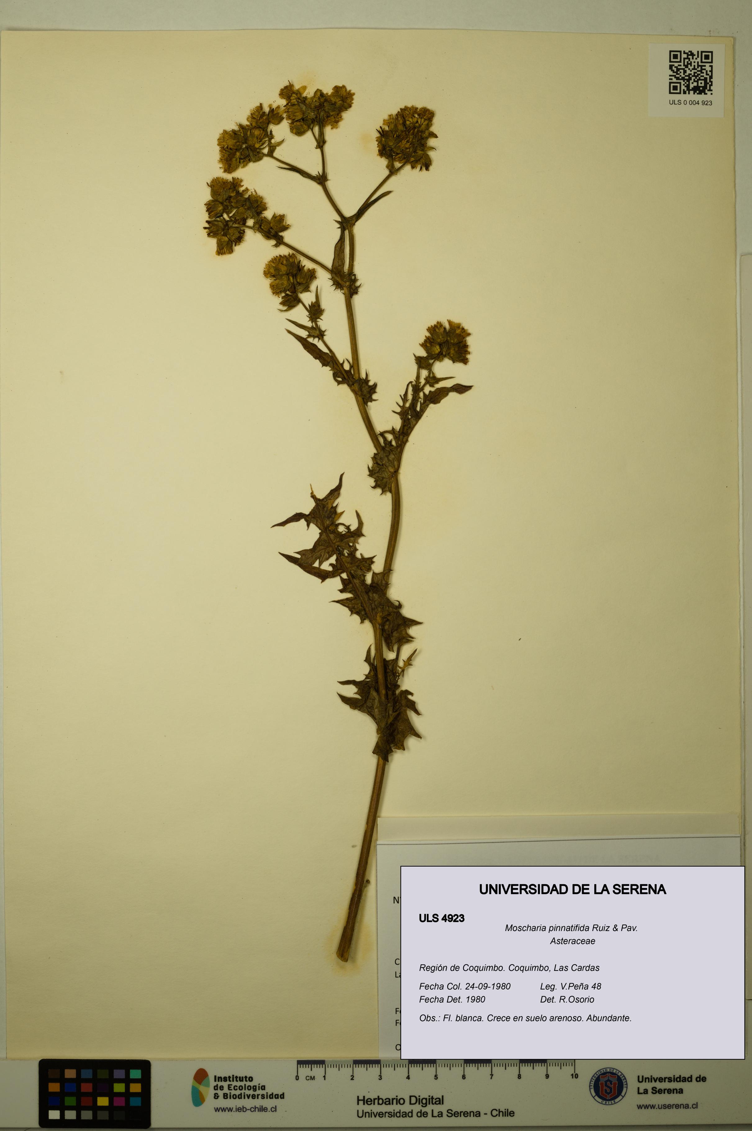 Moscharia pinnatifida [Espécimen: ULS:ULS:0004923]
