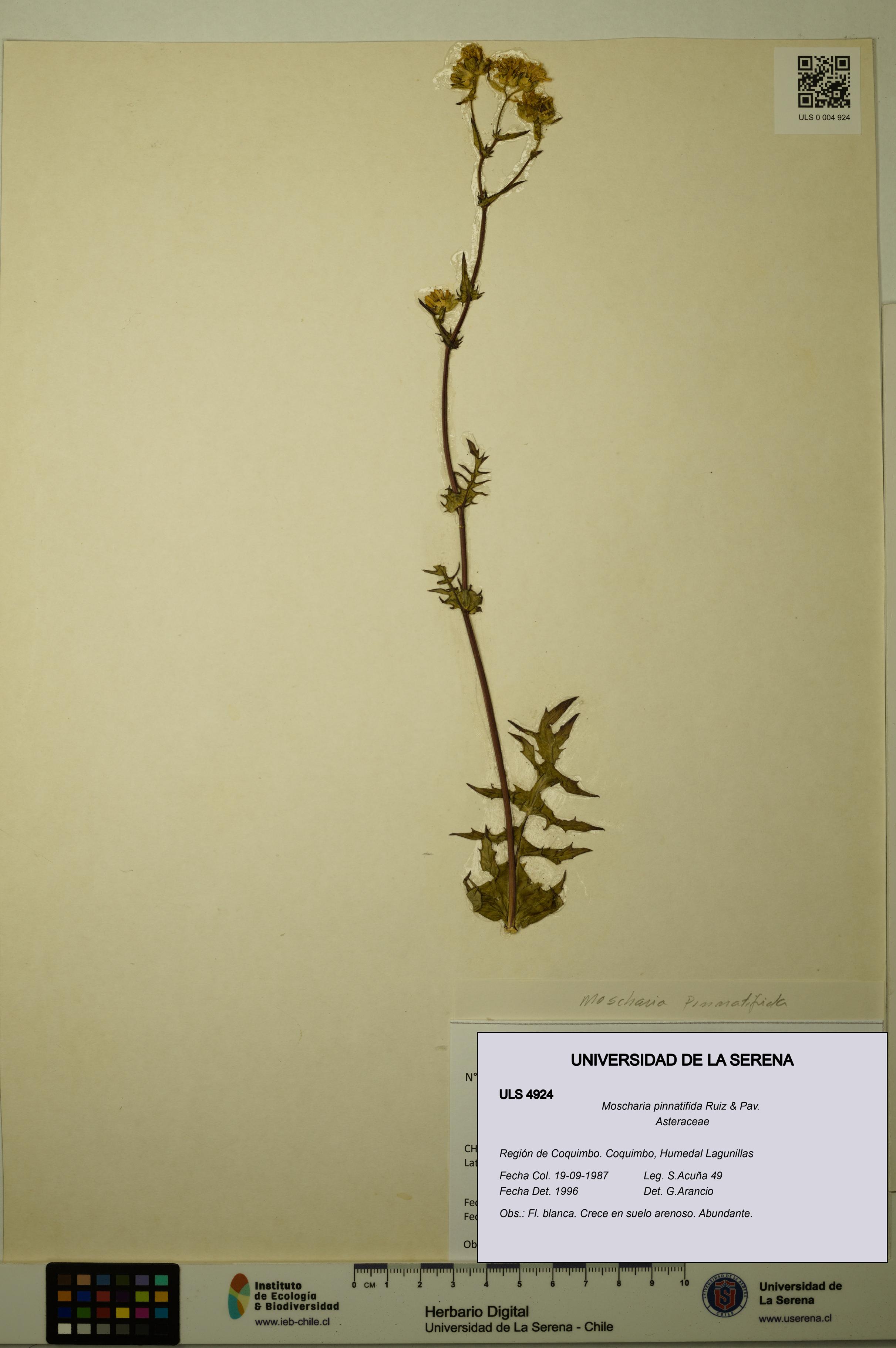 Moscharia pinnatifida [Espécimen: ULS:ULS:0004924]