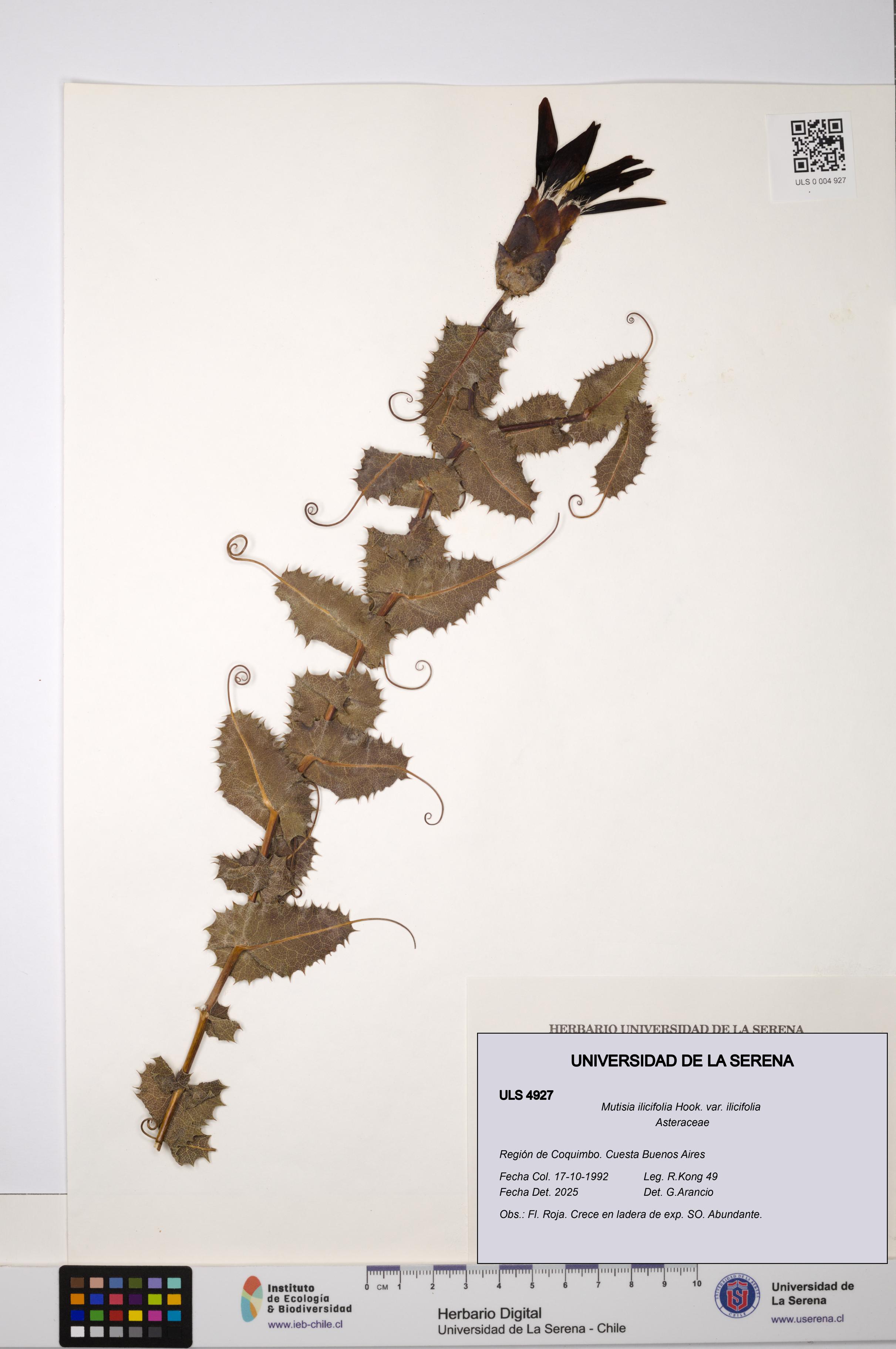 Mutisia ilicifolia var. ilicifolia [Espécimen: ULS:ULS:0004927]