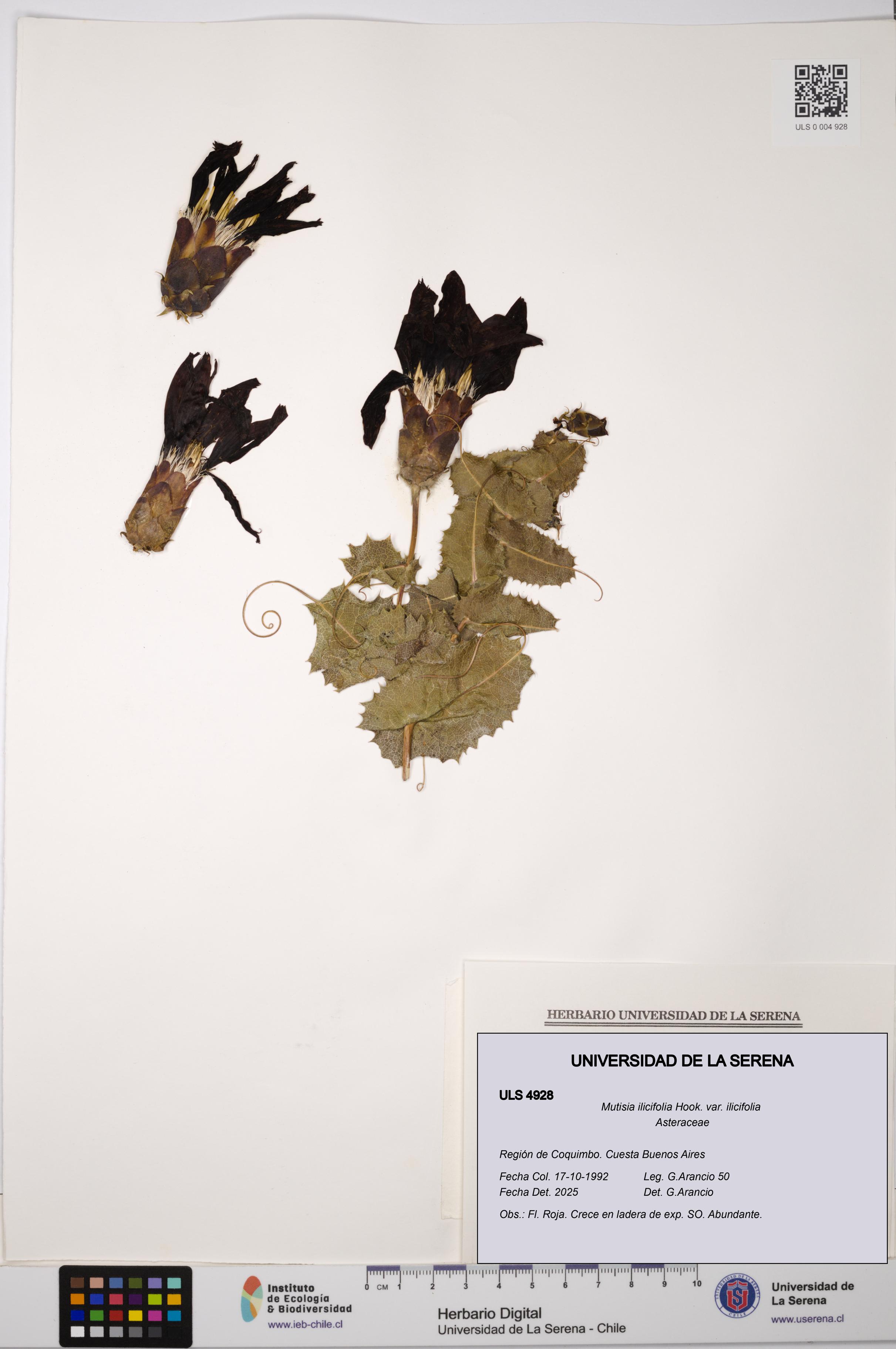 Mutisia ilicifolia var. ilicifolia [Espécimen: ULS:ULS:0004928]