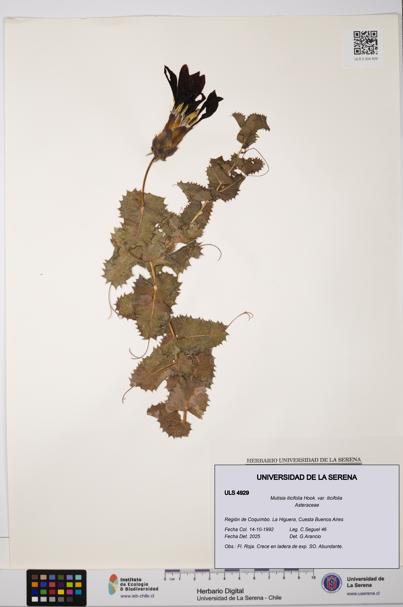 Mutisia ilicifolia var. ilicifolia [Espécimen: ULS:ULS:0004929]