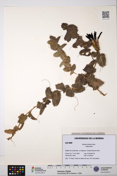 Mutisia ilicifolia [Espécimen: ULS:ULS:0004930]