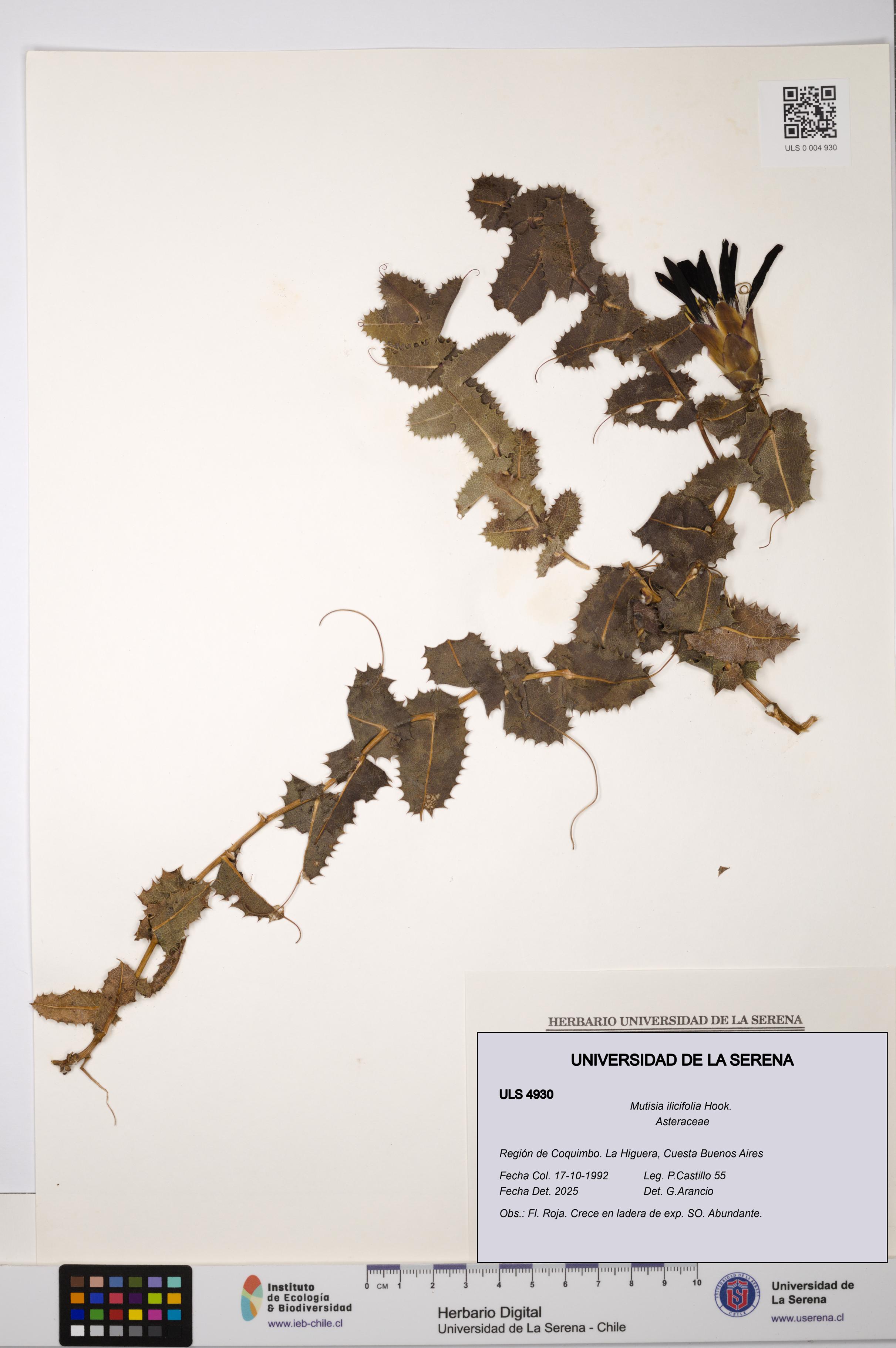 Mutisia ilicifolia [Espécimen: ULS:ULS:0004930]
