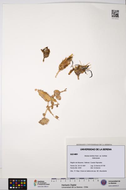 Mutisia ilicifolia var. ilicifolia [Espécimen: ULS:ULS:0004931]