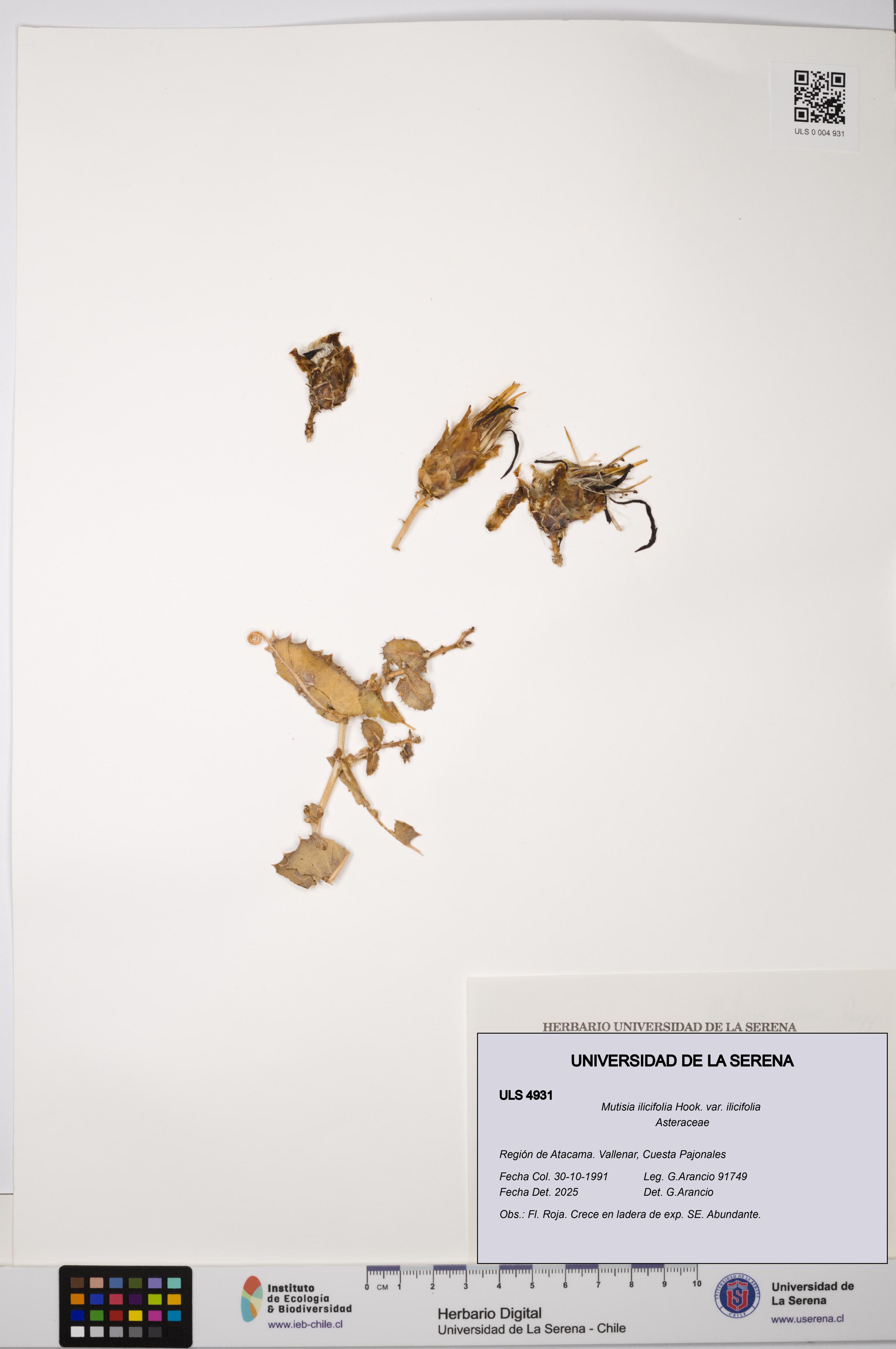 Mutisia ilicifolia var. ilicifolia [Espécimen: ULS:ULS:0004931]
