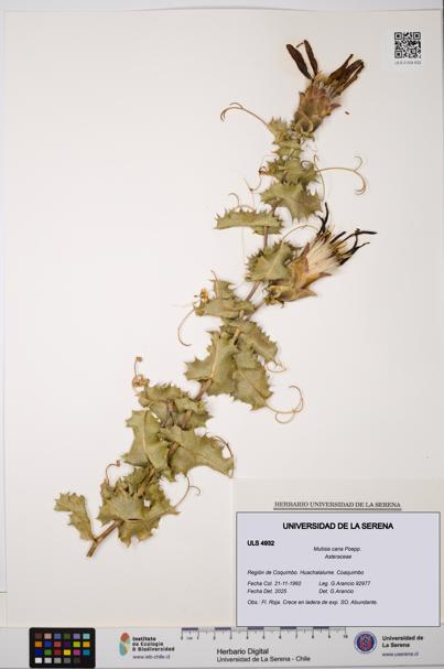 Mutisia cana [Espécimen: ULS:ULS:0004932]