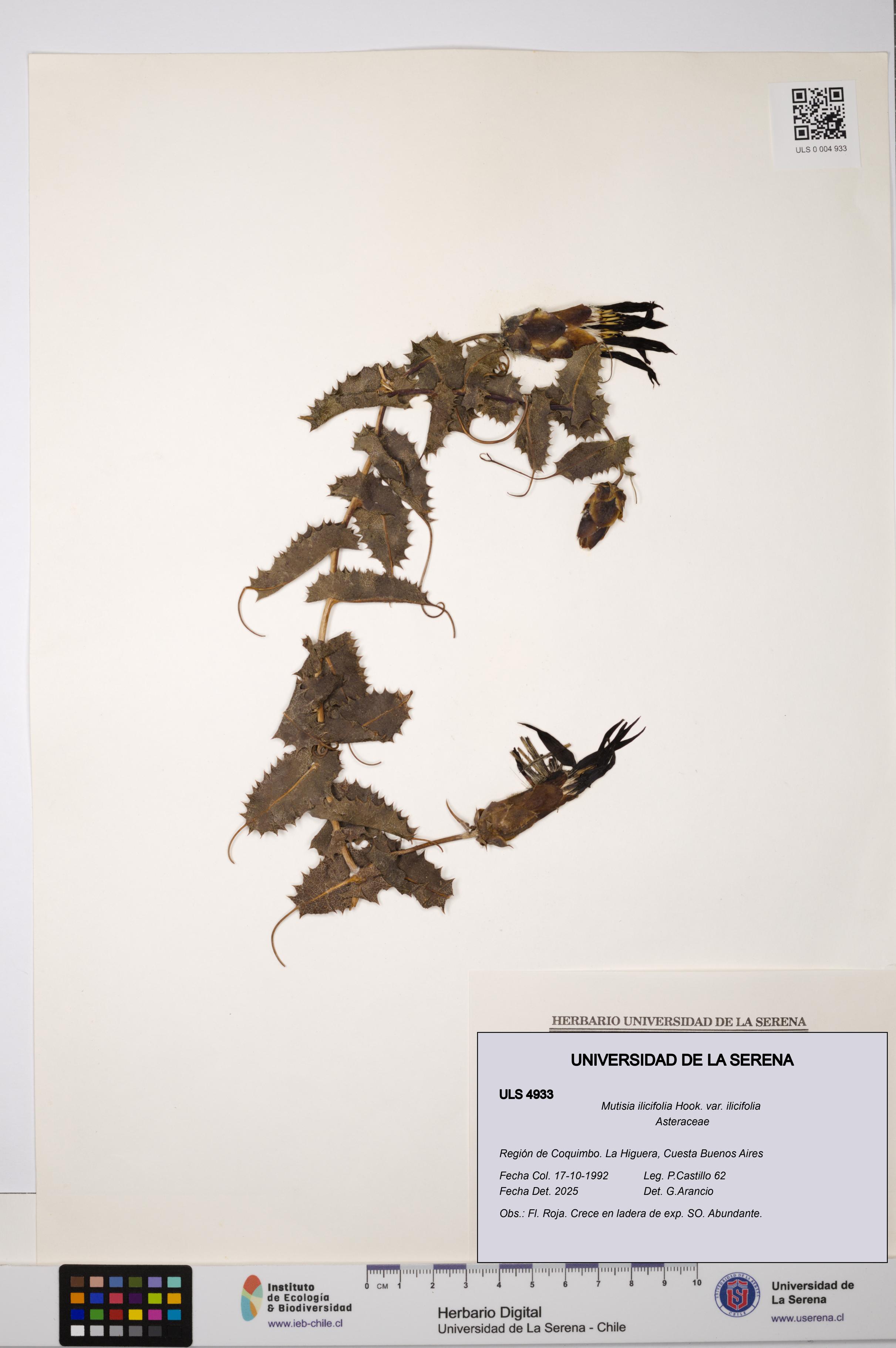 Mutisia ilicifolia var. ilicifolia [Espécimen: ULS:ULS:0004933]