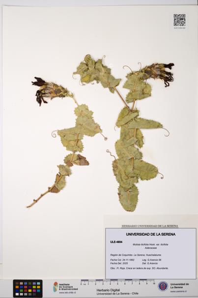 Mutisia ilicifolia var. ilicifolia [Espécimen: ULS:ULS:0004934]