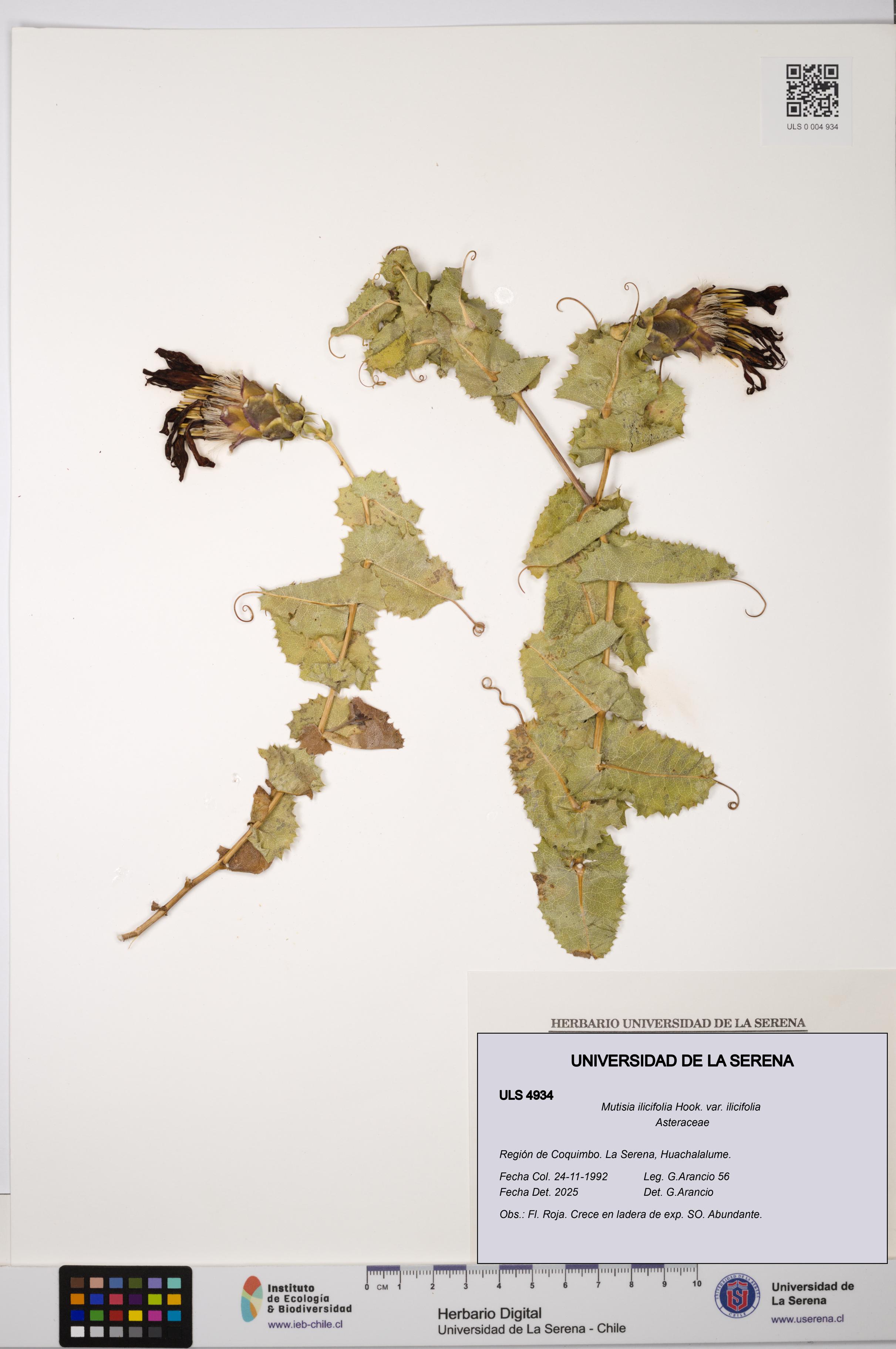Mutisia ilicifolia var. ilicifolia [Espécimen: ULS:ULS:0004934]