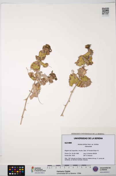 Mutisia ilicifolia var. ilicifolia [Espécimen: ULS:ULS:0004935]