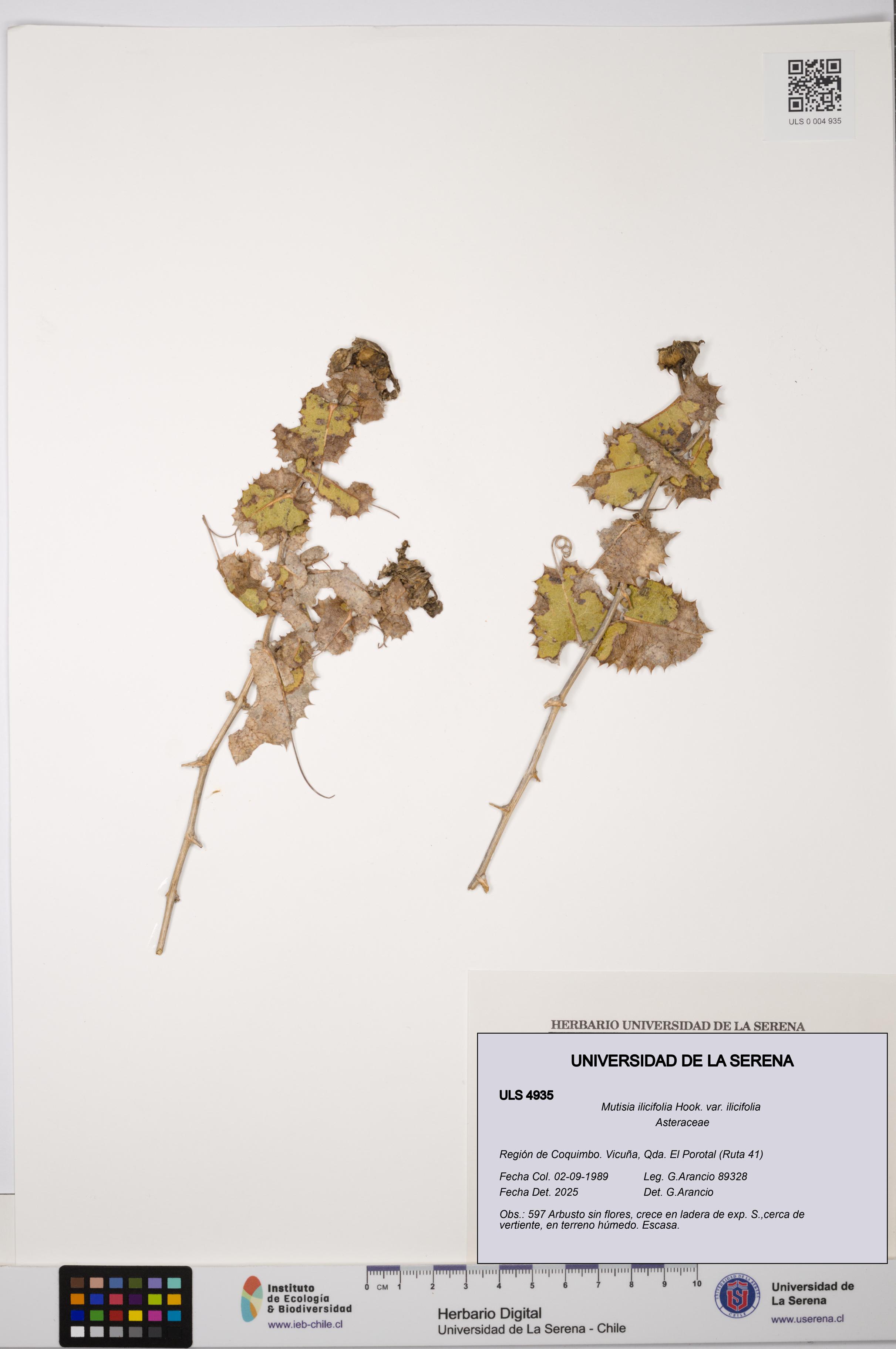 Mutisia ilicifolia var. ilicifolia [Espécimen: ULS:ULS:0004935]