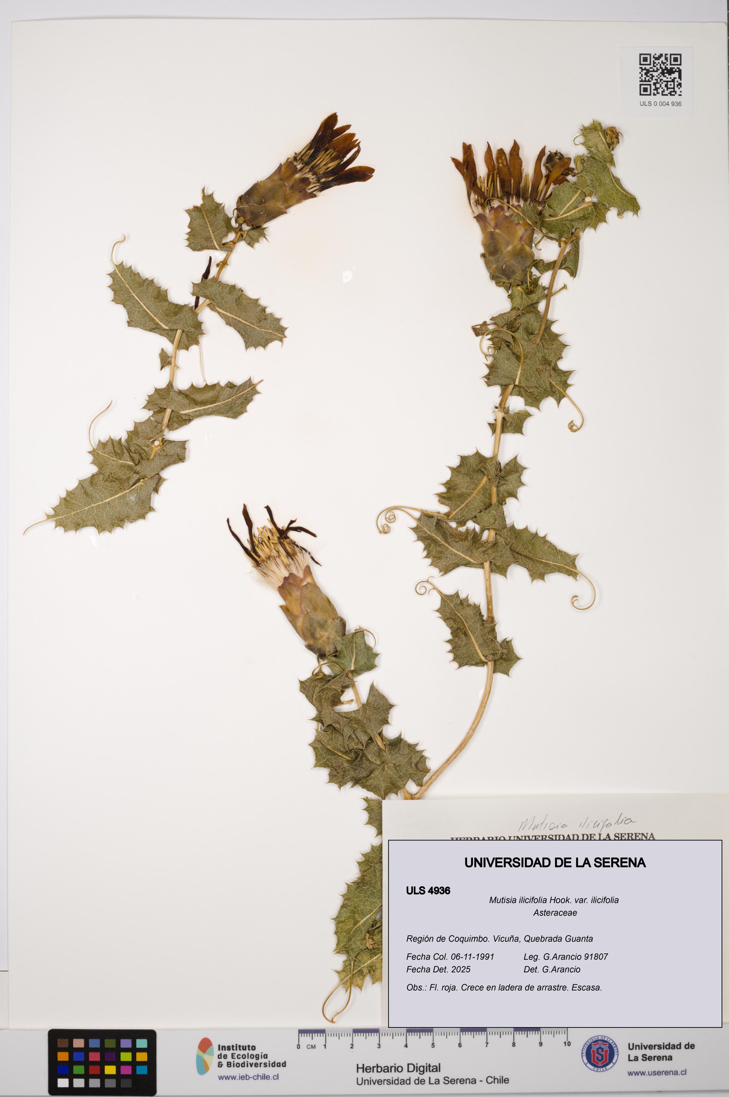 Mutisia ilicifolia var. ilicifolia [Espécimen: ULS:ULS:0004936]