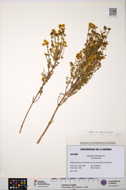 Calceolaria stellariifolia [Espécimen: ULS:ULS:0004948]