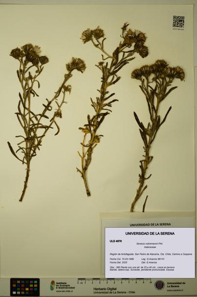 Senecio volckmannii [Espécimen: ULS:ULS:0004978]