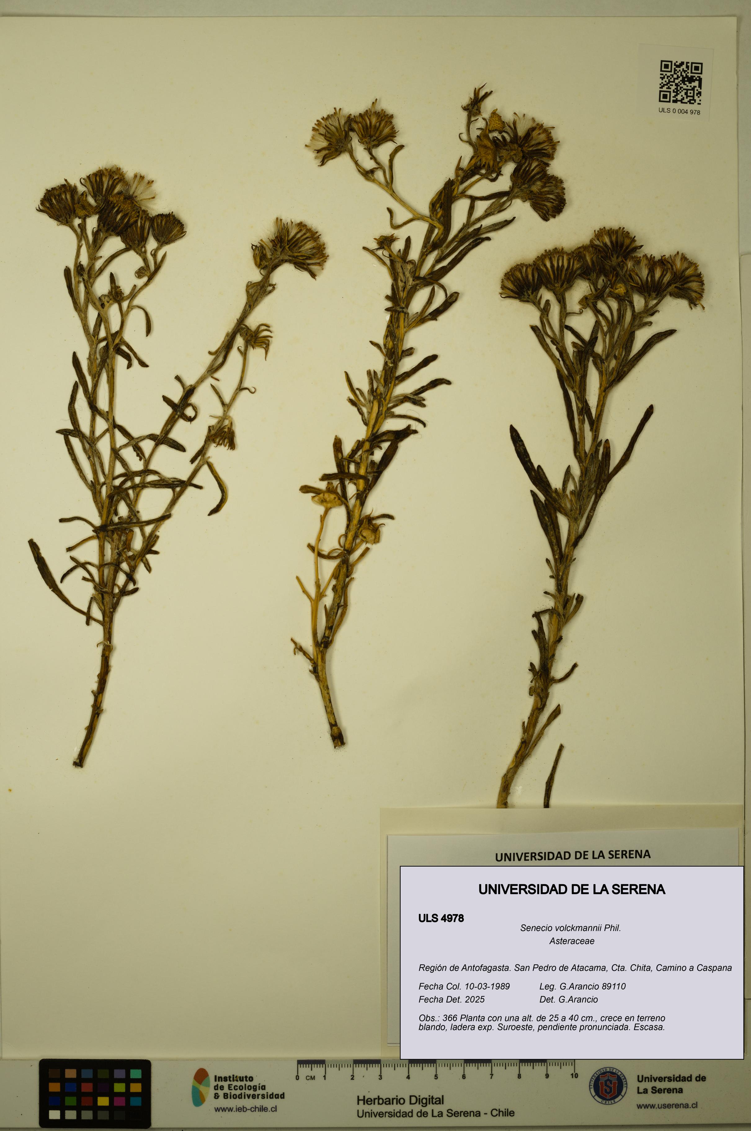 Senecio volckmannii [Espécimen: ULS:ULS:0004978]
