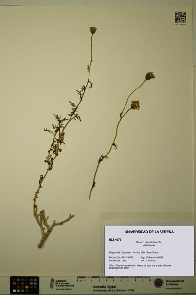 Senecio minutifolius [Espécimen: ULS:ULS:0004979]