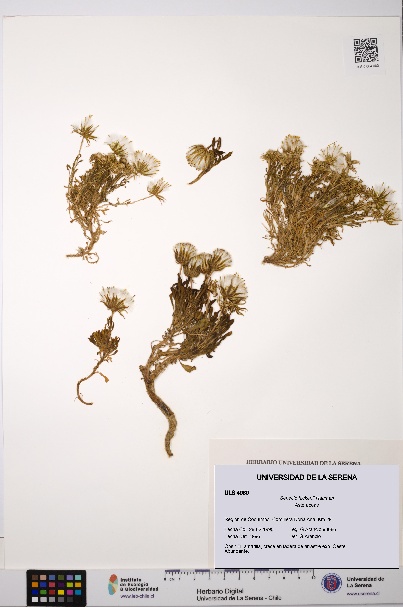 Senecio hickenii [Espécimen: ULS:ULS:0004980]