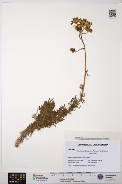 Senecio cerberoanus var. cerberoanus [Espécimen: ULS:ULS:0004981]