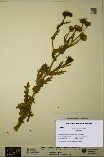 Senecio adenotrichius [Espécimen: ULS:ULS:0004982]