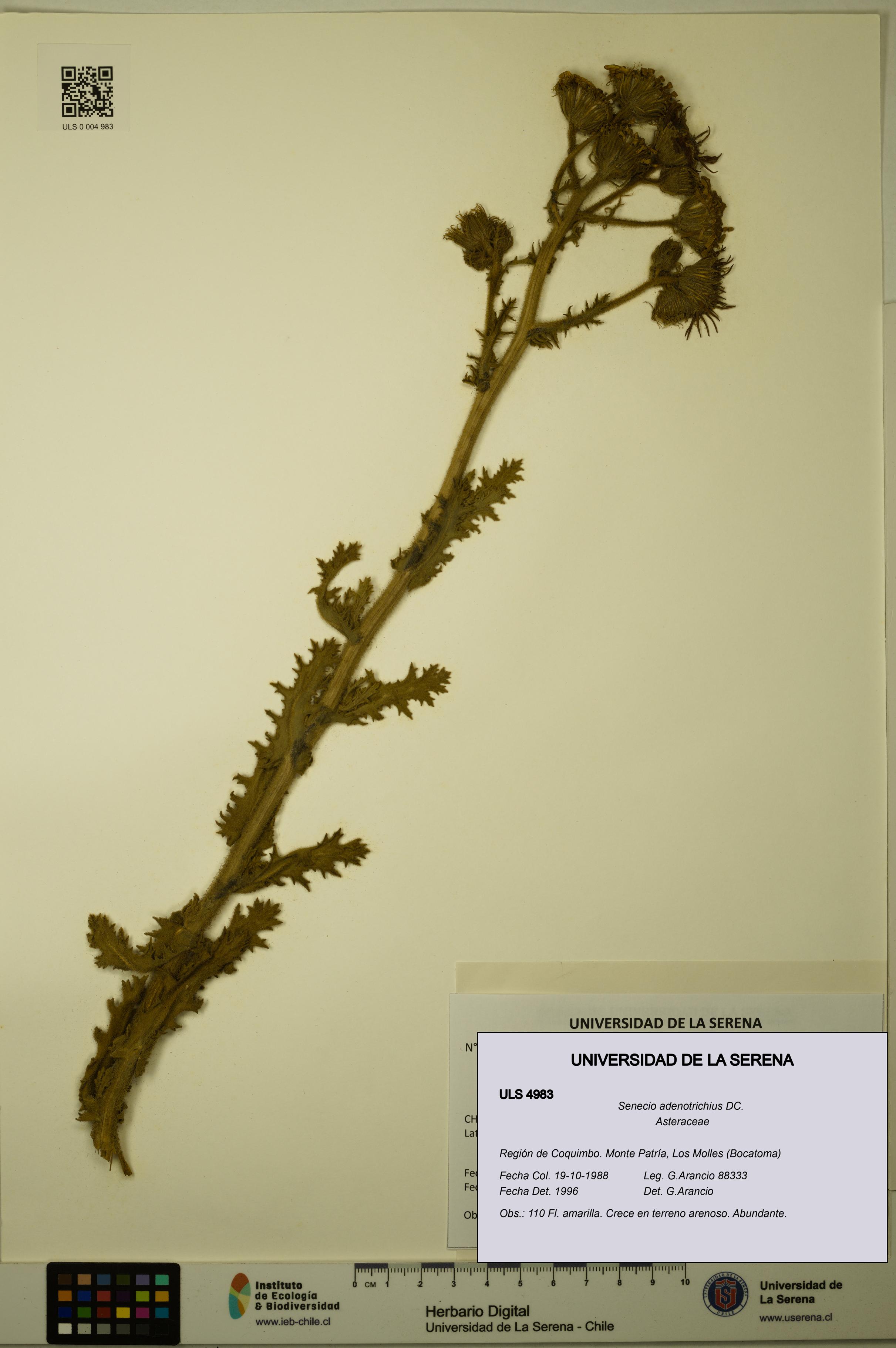 Senecio adenotrichius [Espécimen: ULS:ULS:0004983]