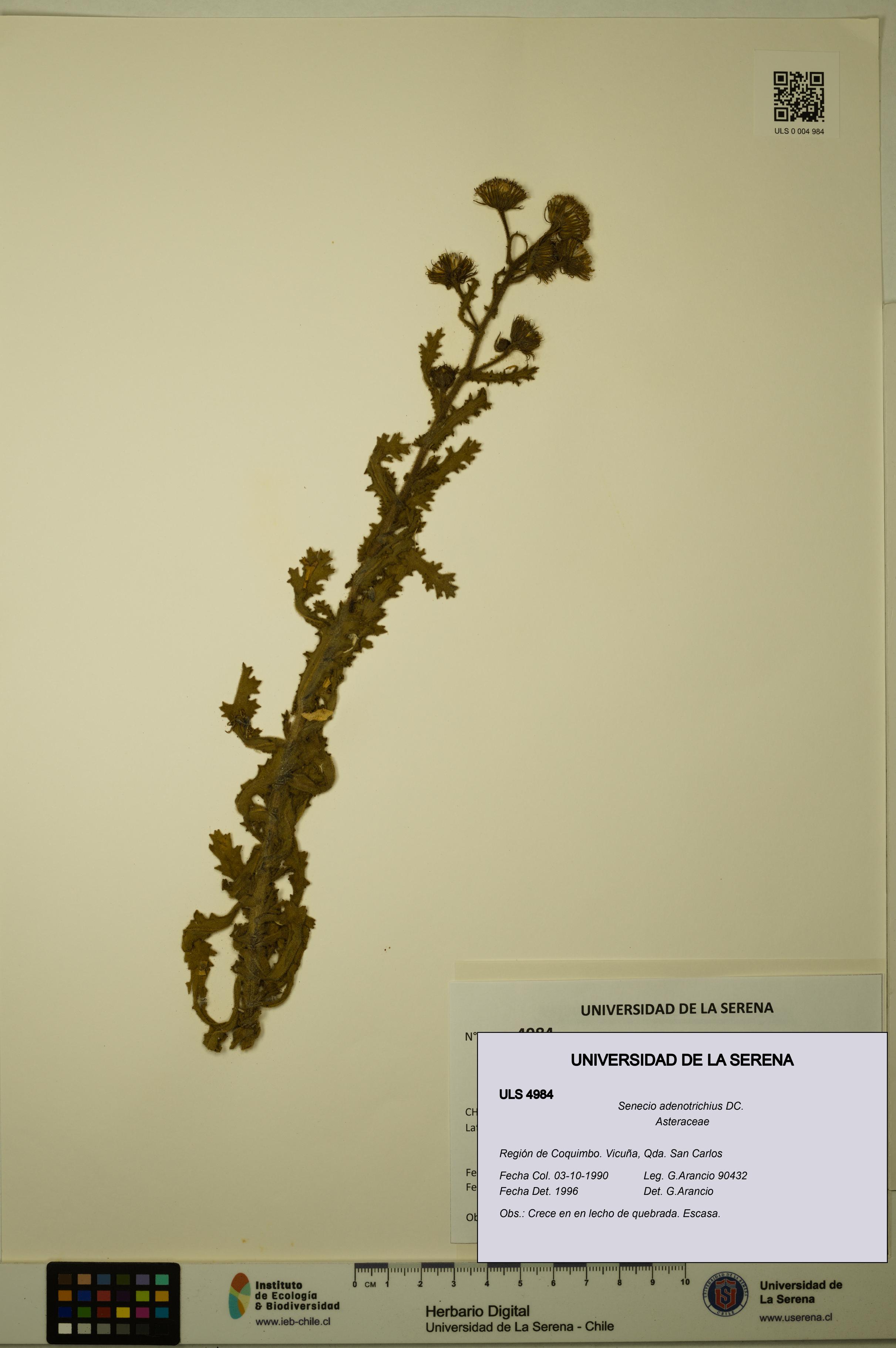 Senecio adenotrichius [Espécimen: ULS:ULS:0004984]