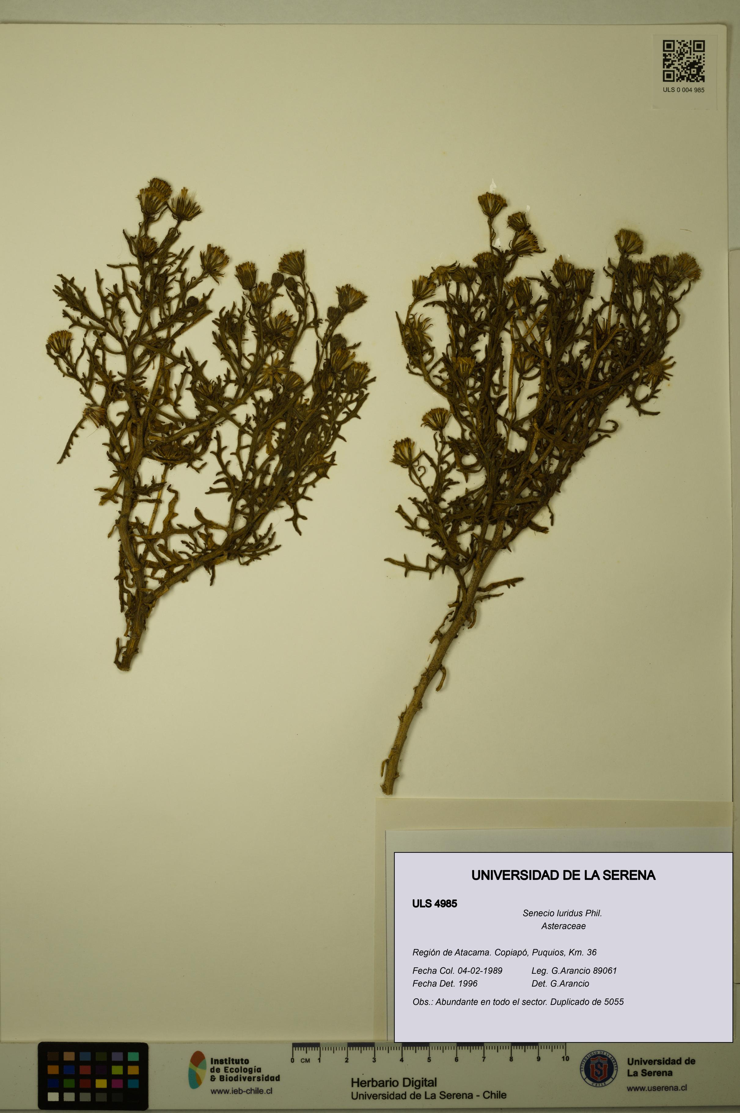 Senecio luridus [Espécimen: ULS:ULS:0004985]