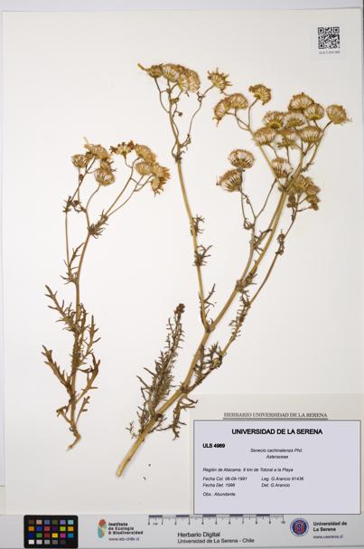 Senecio cachinalensis [Espécimen: ULS:ULS:0004989]