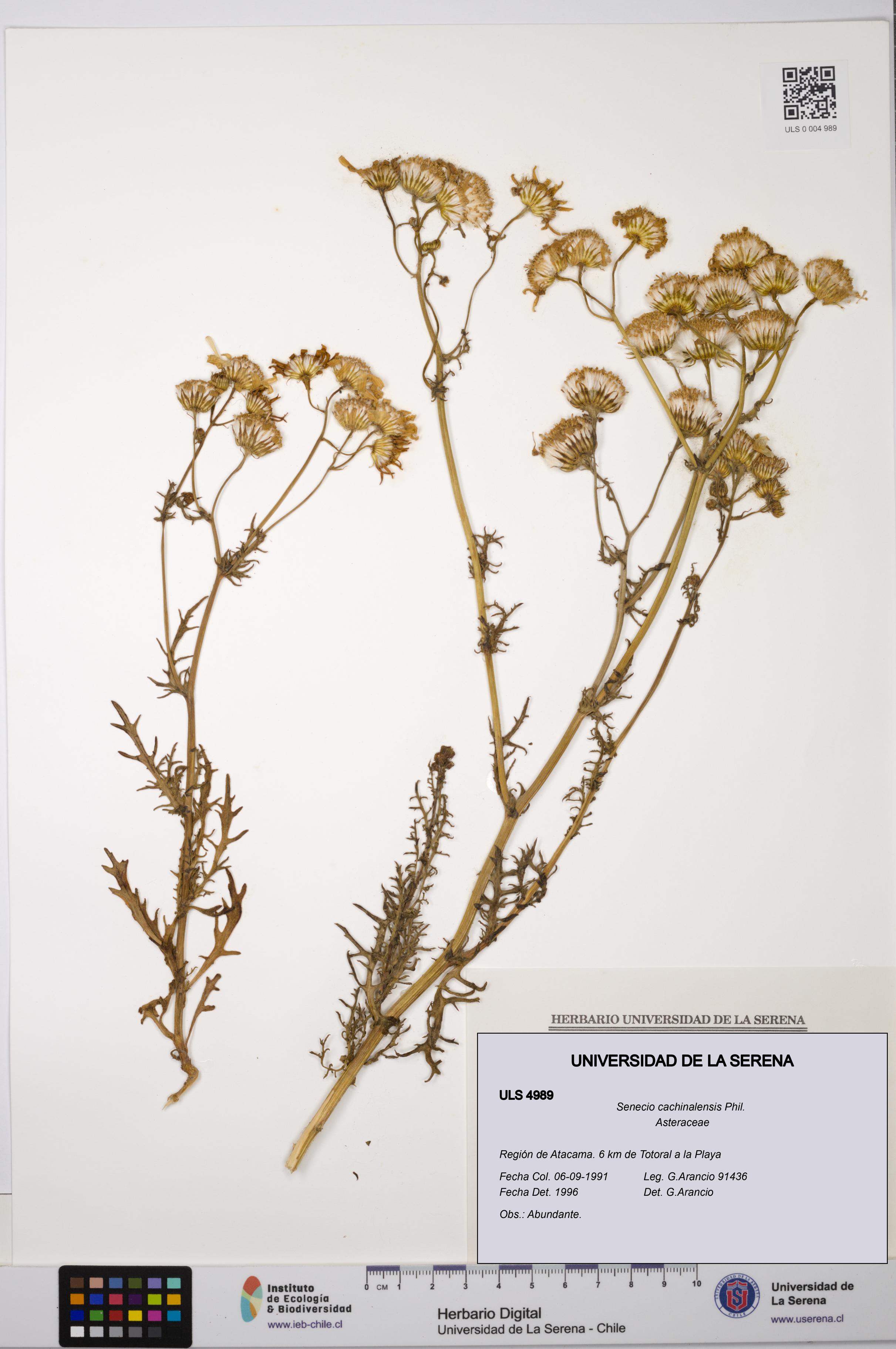 Senecio cachinalensis [Espécimen: ULS:ULS:0004989]
