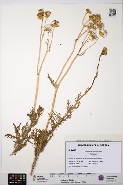 Senecio cachinalensis [Espécimen: ULS:ULS:0004990]