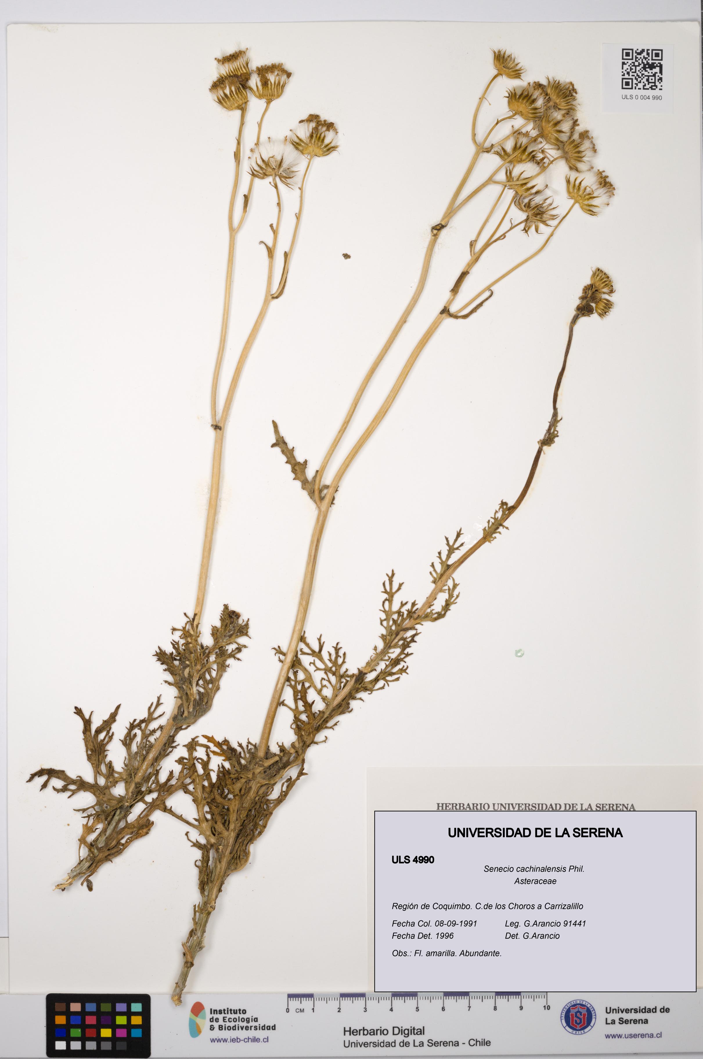 Senecio cachinalensis [Espécimen: ULS:ULS:0004990]