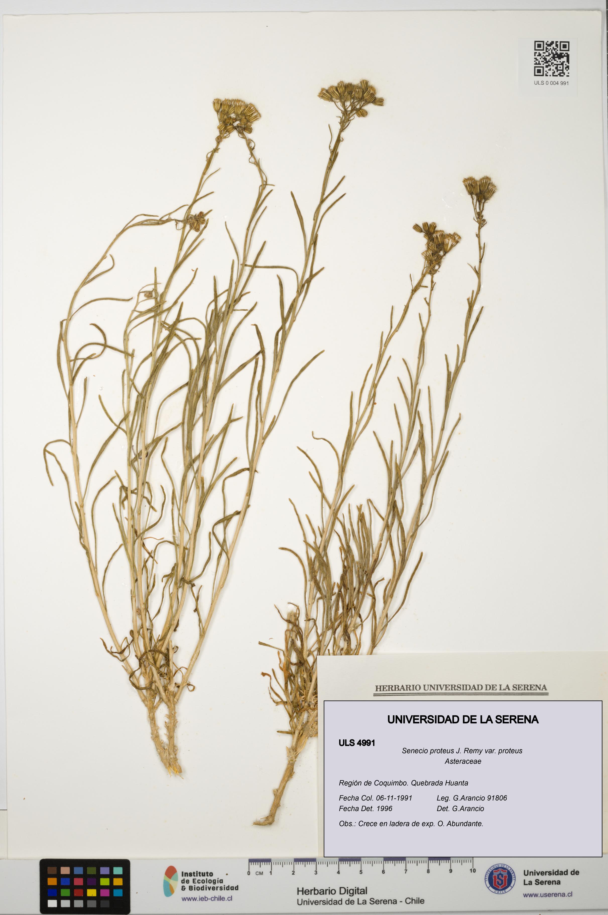 Senecio proteus var. proteus [Espécimen: ULS:ULS:0004991]