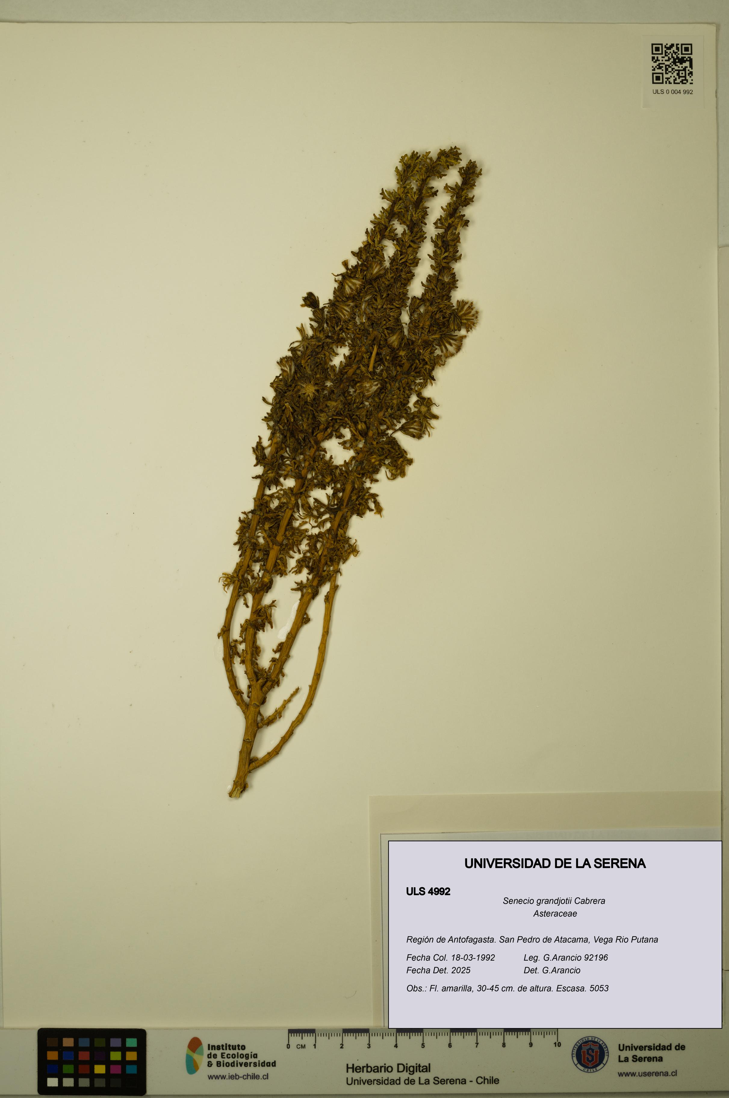 Senecio grandjotii [Espécimen: ULS:ULS:0004992]